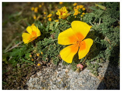 Poppies
