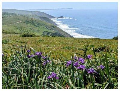 Tomales Point Trail