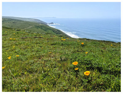 Tomales Point Trail
