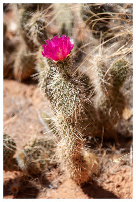 Blooming prickly pear