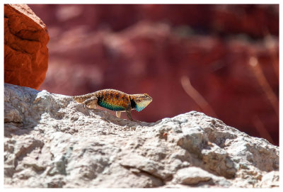 Desert spiny lizard