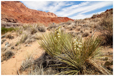 Blooming yucca plants