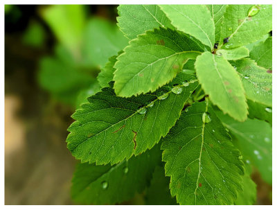 Water droplets