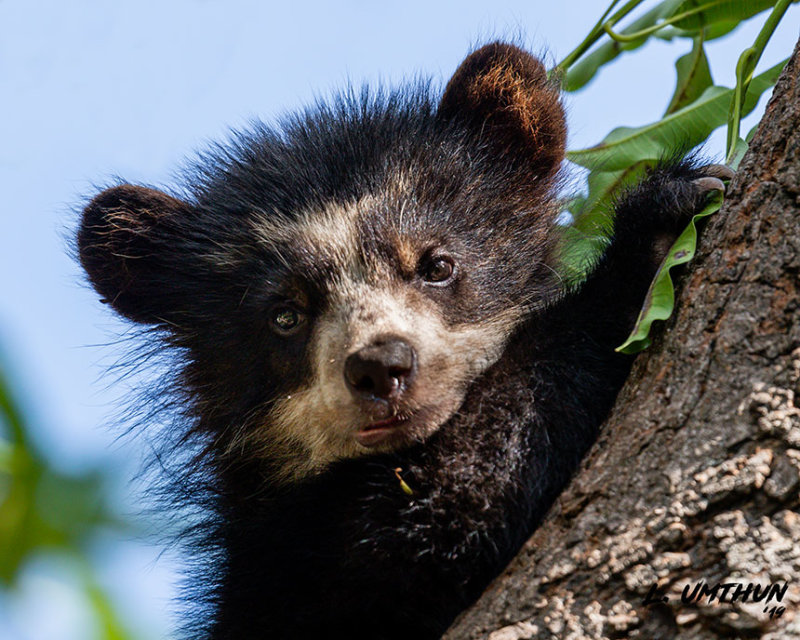 Spectacled Bear - Cub