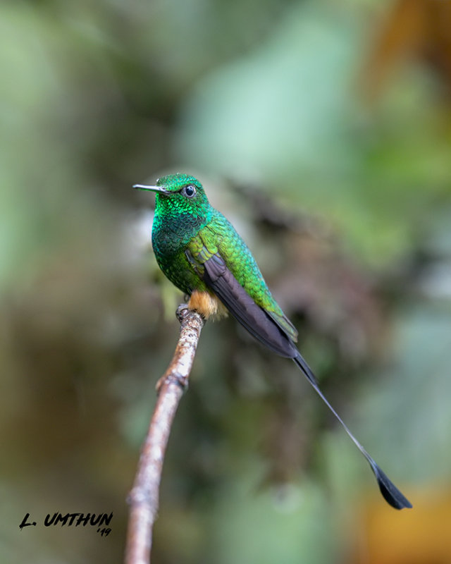 Booted Racket-tail