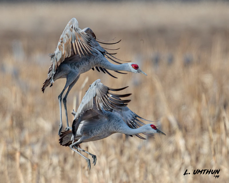 Sandhill Cranes