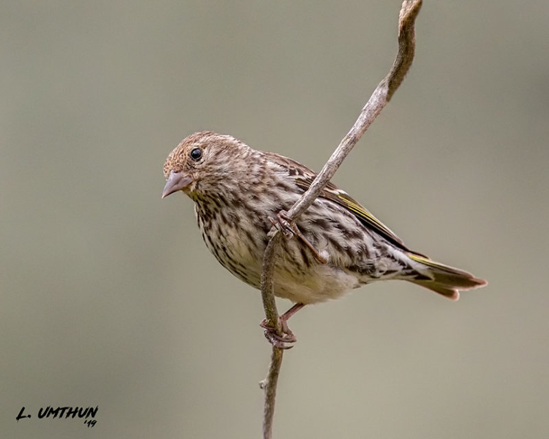 Pine Siskin