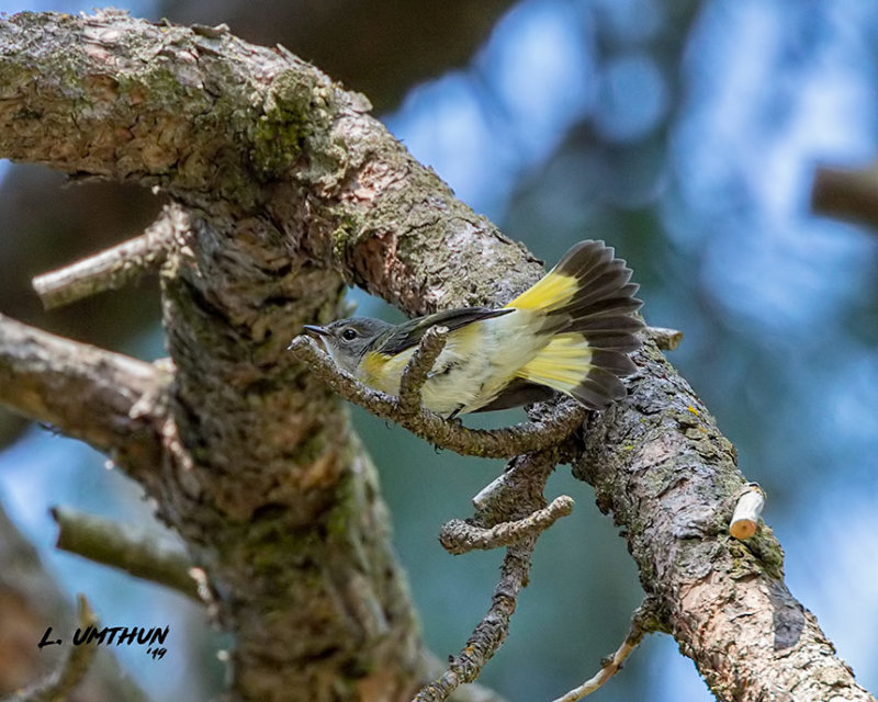 American Redstart