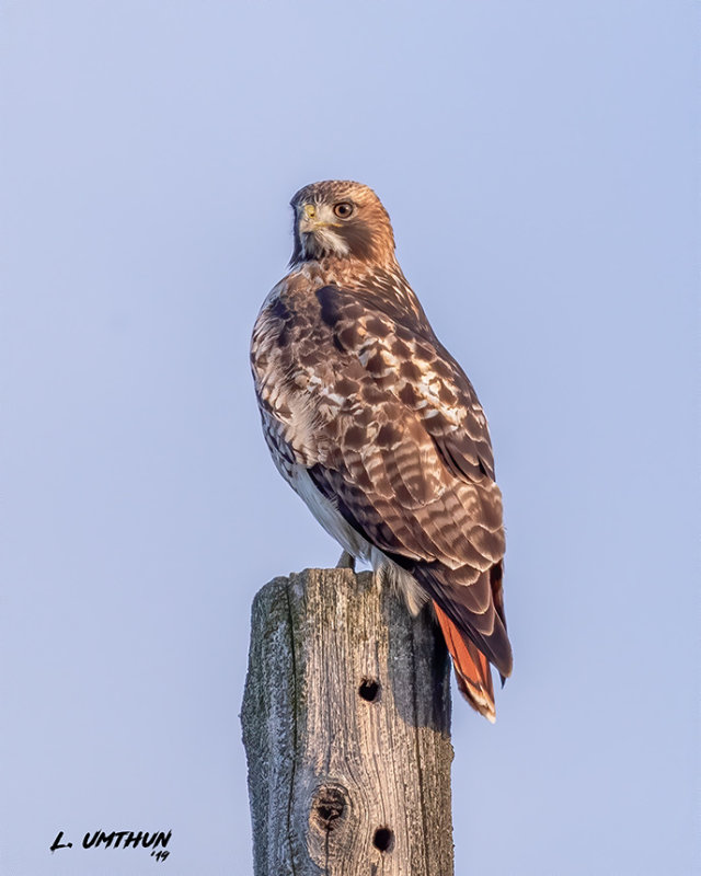 Red-tailed Hawk