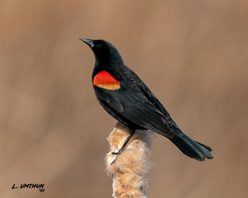 Blackbird by Larry Duplechan Blackbird by Larry Duplechan