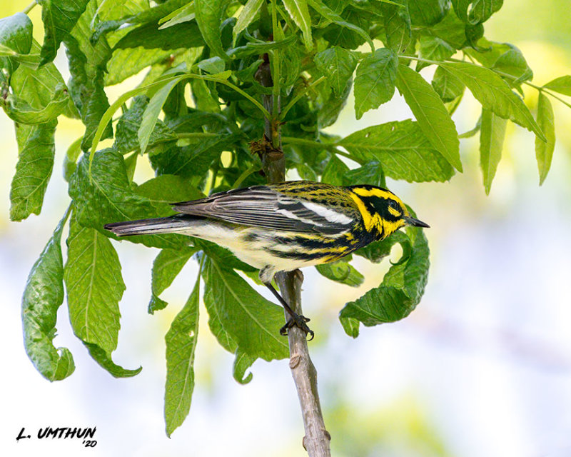 Townsends Warbler