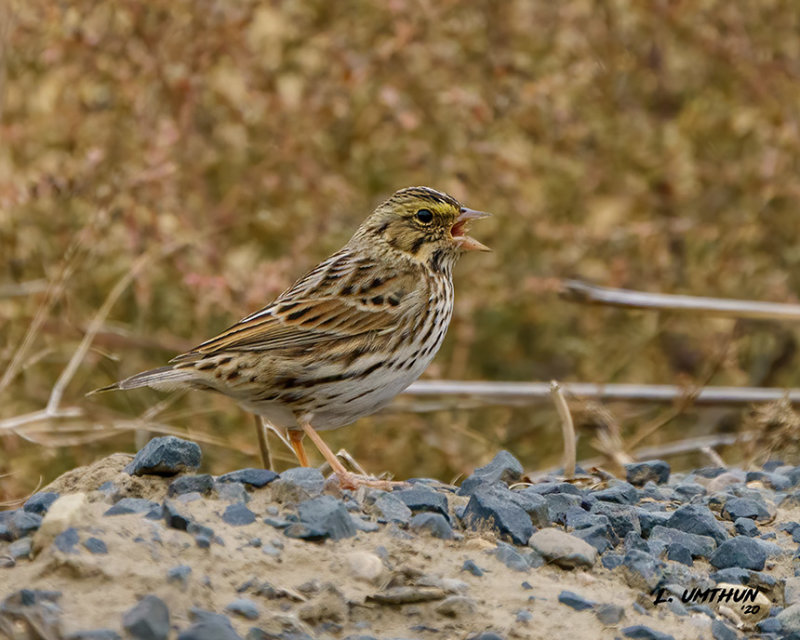 Savannah Sparrow