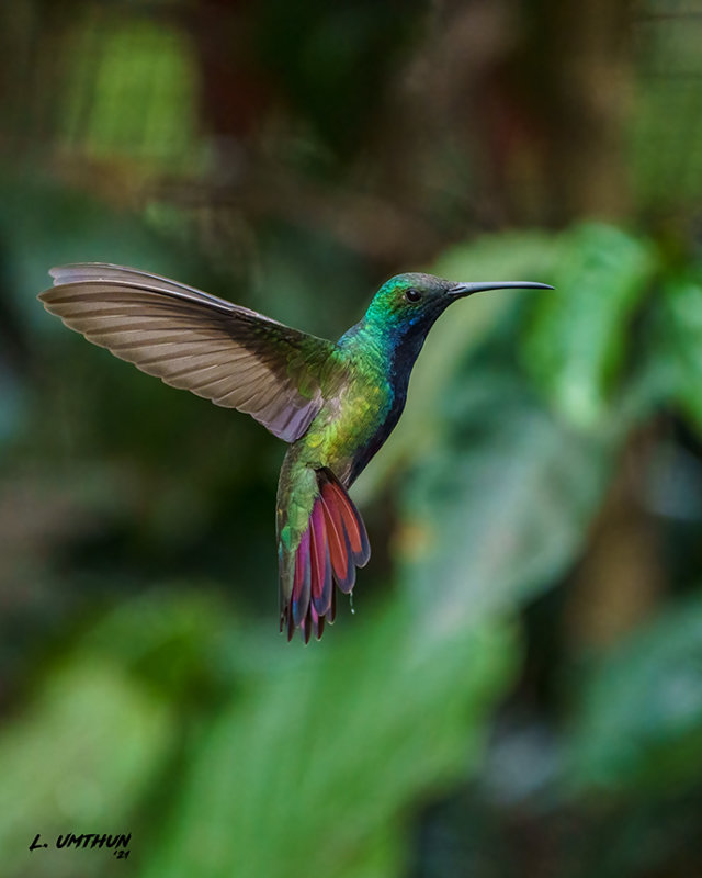 Black-throated Mango