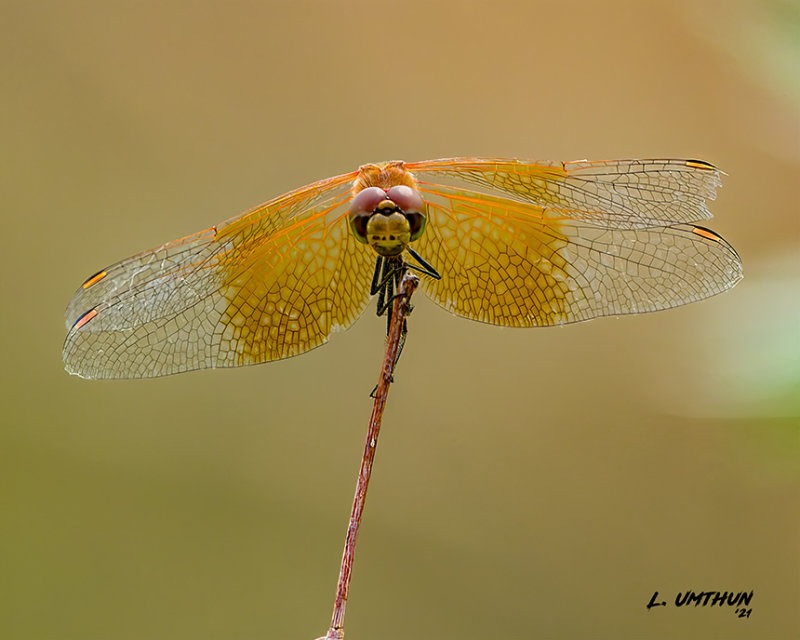 Dragonfly