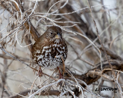 Fox Sparrow