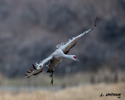 Sandhill Crane