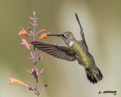 Black-chinnedb Hummingbird