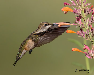 Black-chinned Hummingbird