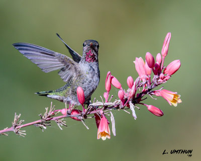 Anna's Hummingbird-juvenile male