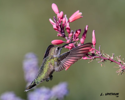 Black-chinned Hummingbird