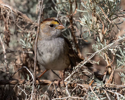 White-throated Sparrow juvenile