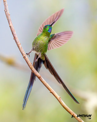 Long-tailed Sylph