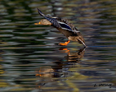 Mallard-female