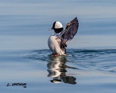 Bufflehead