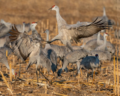 Sandhill Cranes