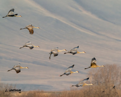 Sandhill Cranes