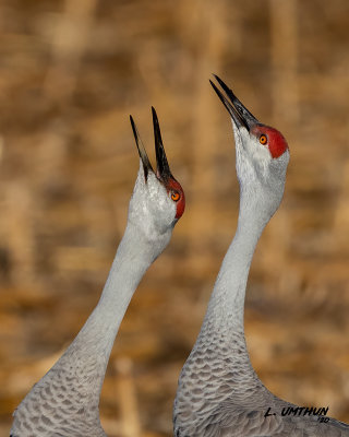 Sandhill Cranes