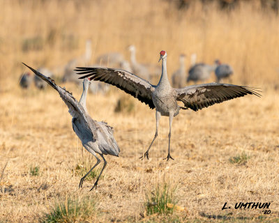 Sandhill Cranes