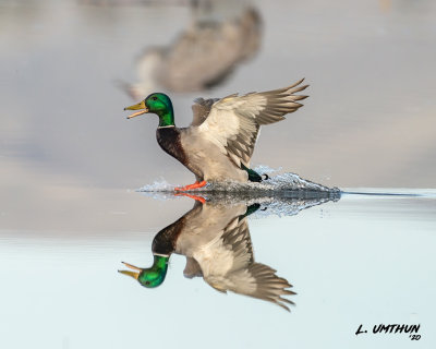 Mallard