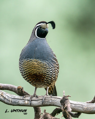 California Quail