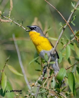 Yellow-breasted Chat