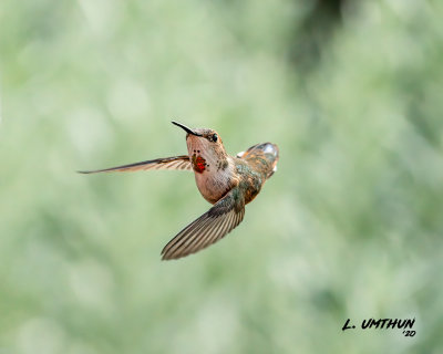 Rufous Hummingbird (female)