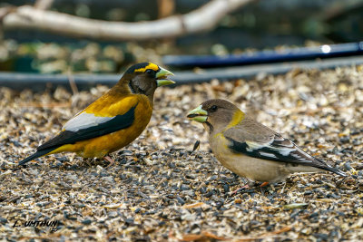 Evening Grosbeaks