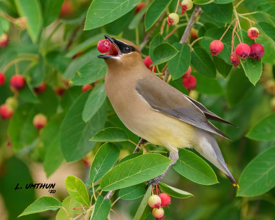 Cedar Waxwing