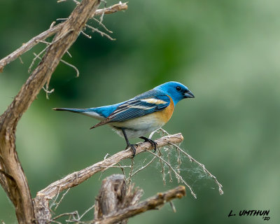 Lazuli Bunting