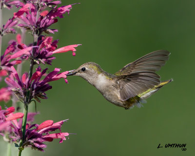 Black-chinned Hummingbird - female