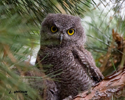 Western Screech-Owl - fledgling