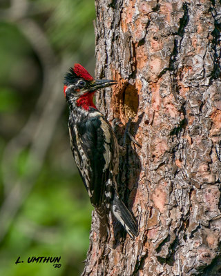 Red-naped Sapsucker