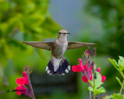 Black-chinned Hummingbird - female