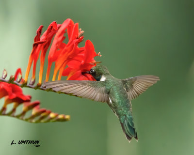 Black-chinned Hummingbird - male