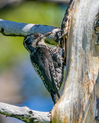 American Three-toed Woodpecker