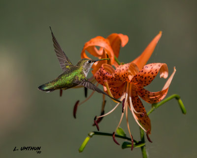 Calliope Hummingbird -  juvenile