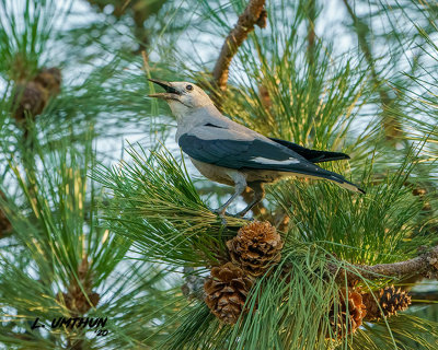 Clark's Nutcracker