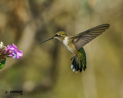 Black-chinned Hummingbird - female