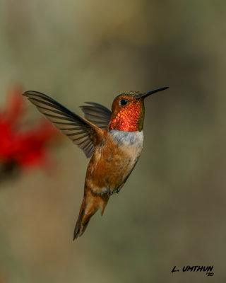 Rufous Hummingbird