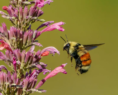 Hunt's Bumblebee